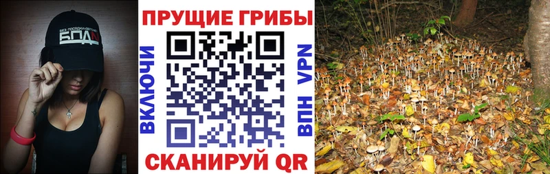 Псилоцибиновые грибы Psilocybe  купить наркоту  мега ссылка  Почеп 